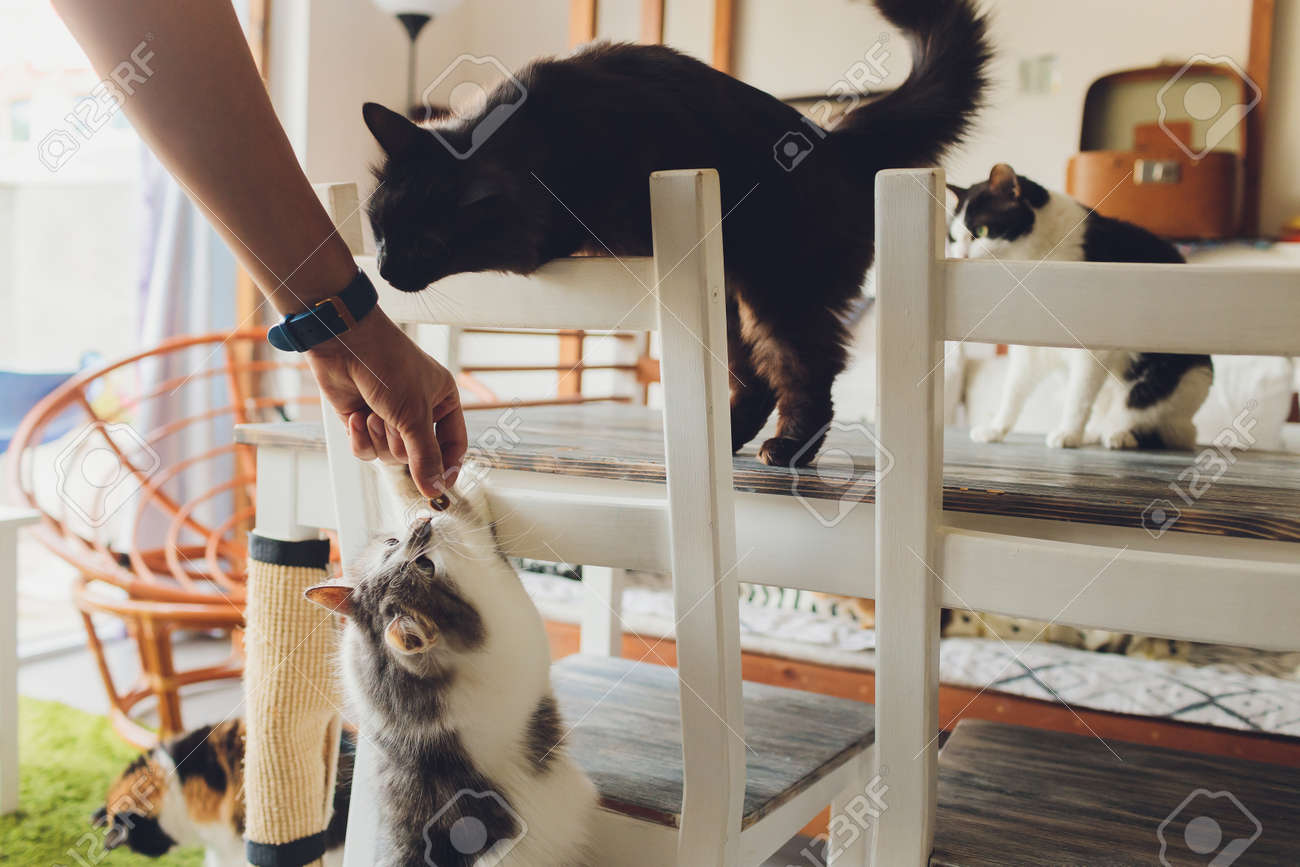 etiam-dictum-ipsum-a-felis
