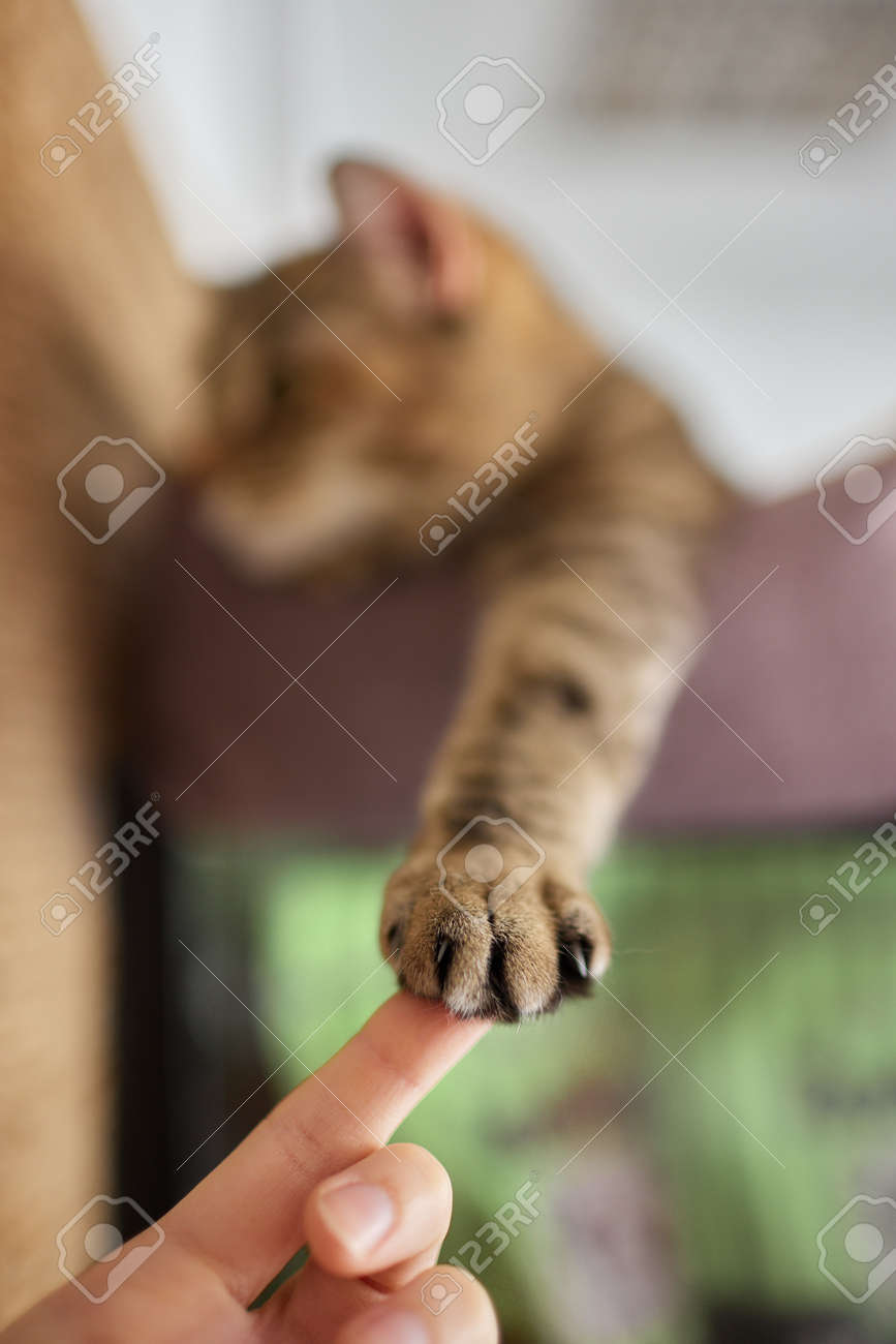 etiam-dictum-ipsum-a-felis