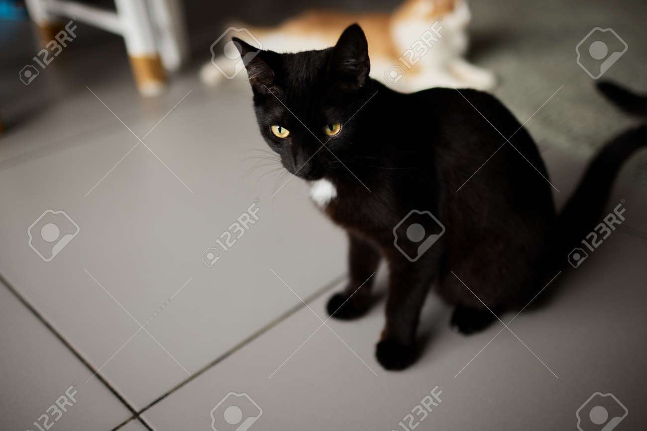 etiam-dictum-ipsum-a-felis