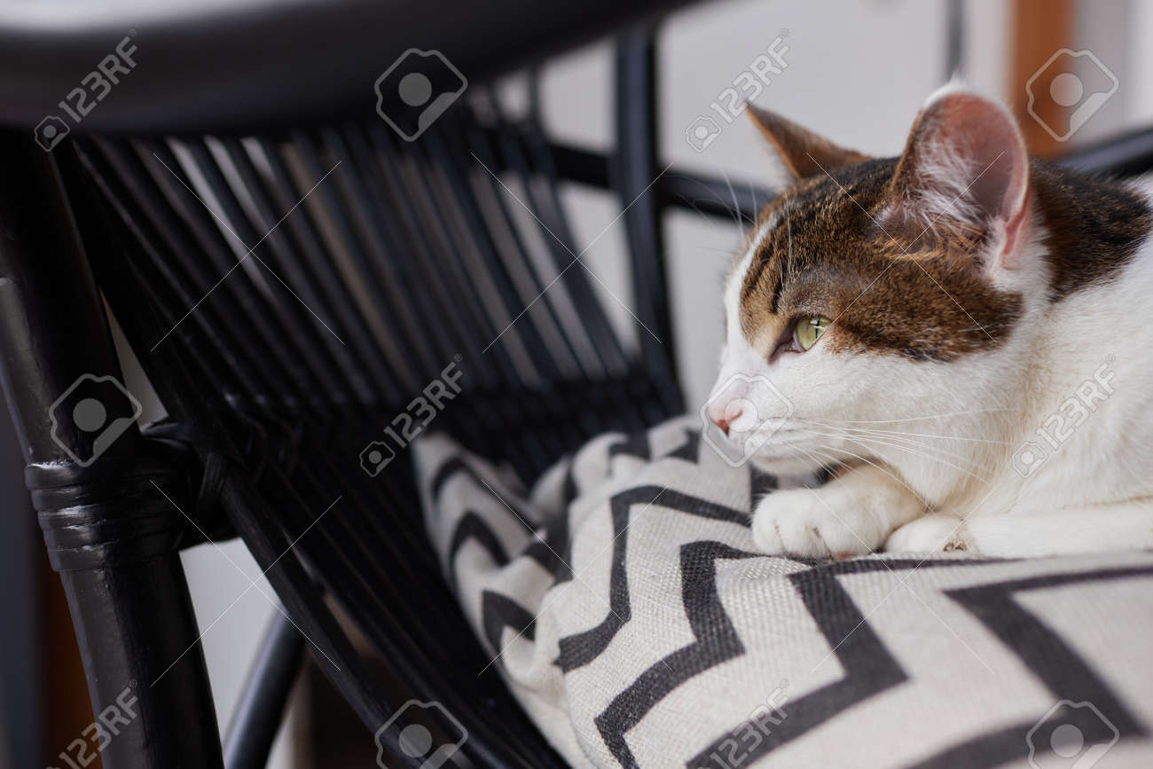 etiam-dictum-ipsum-a-felis
