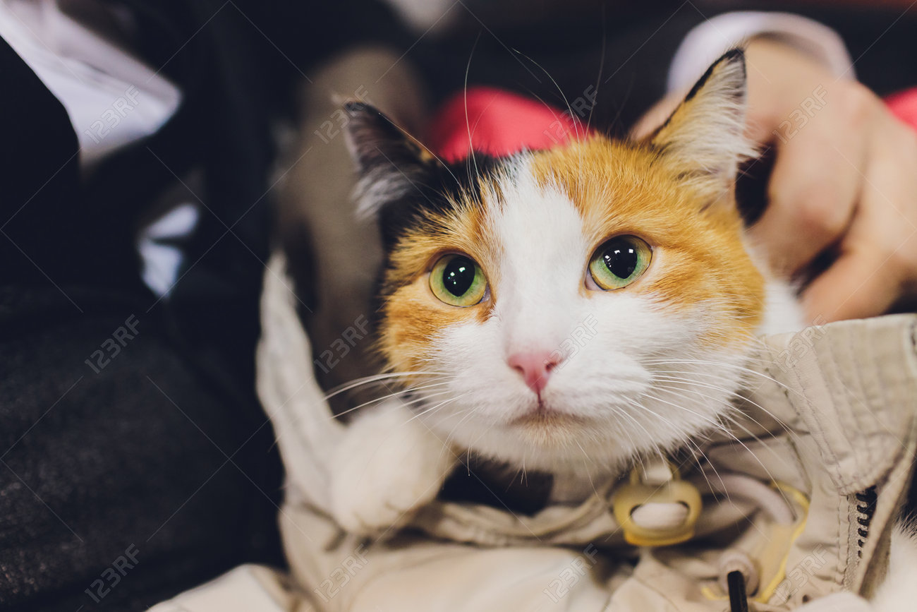 etiam-dictum-ipsum-a-felis