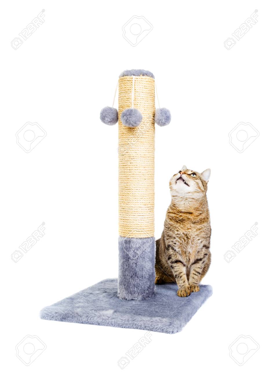 beautiful cat scratching post