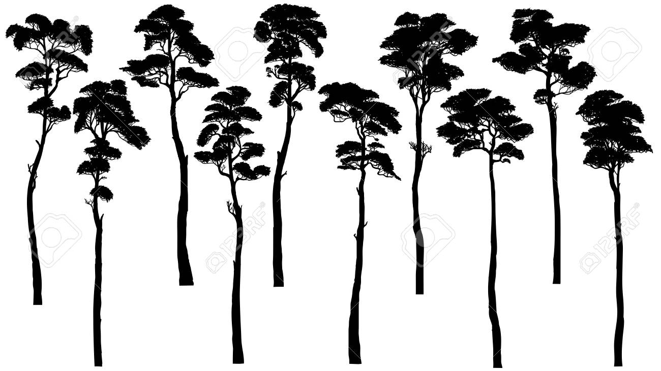 Set Of Vector Silhouettes Of Tall Trees With Leaves Pine Cedar Royalty Free Cliparts Vectors And Stock Illustration Image