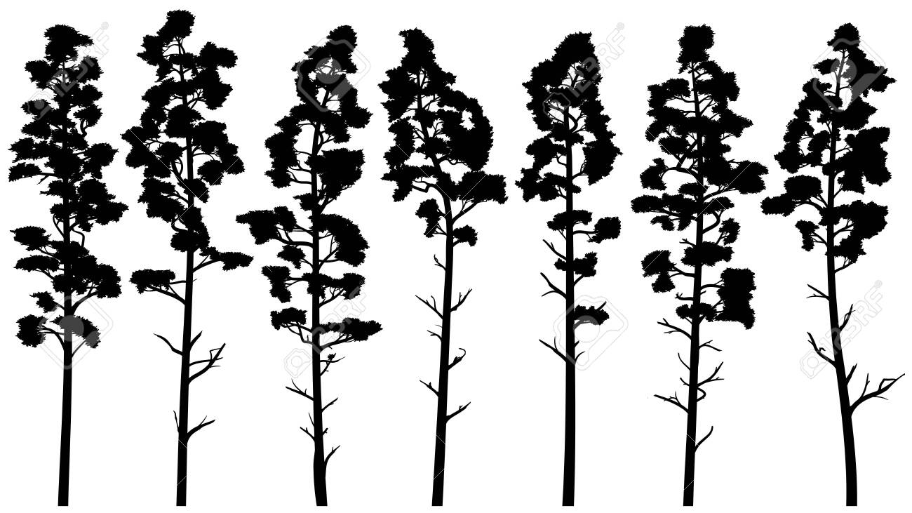 Set With Vector Silhouettes Of Tall Pine Trees With Trunk Cedar Royalty Free Cliparts Vectors And Stock Illustration Image