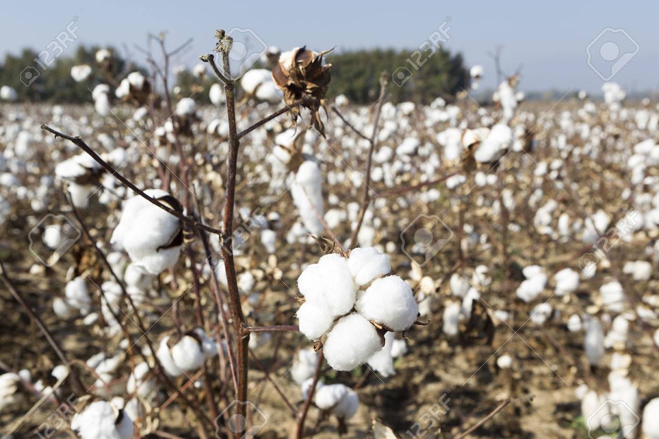 熟した綿収穫の準備ができてと白の綿畑 の写真素材 画像素材 Image