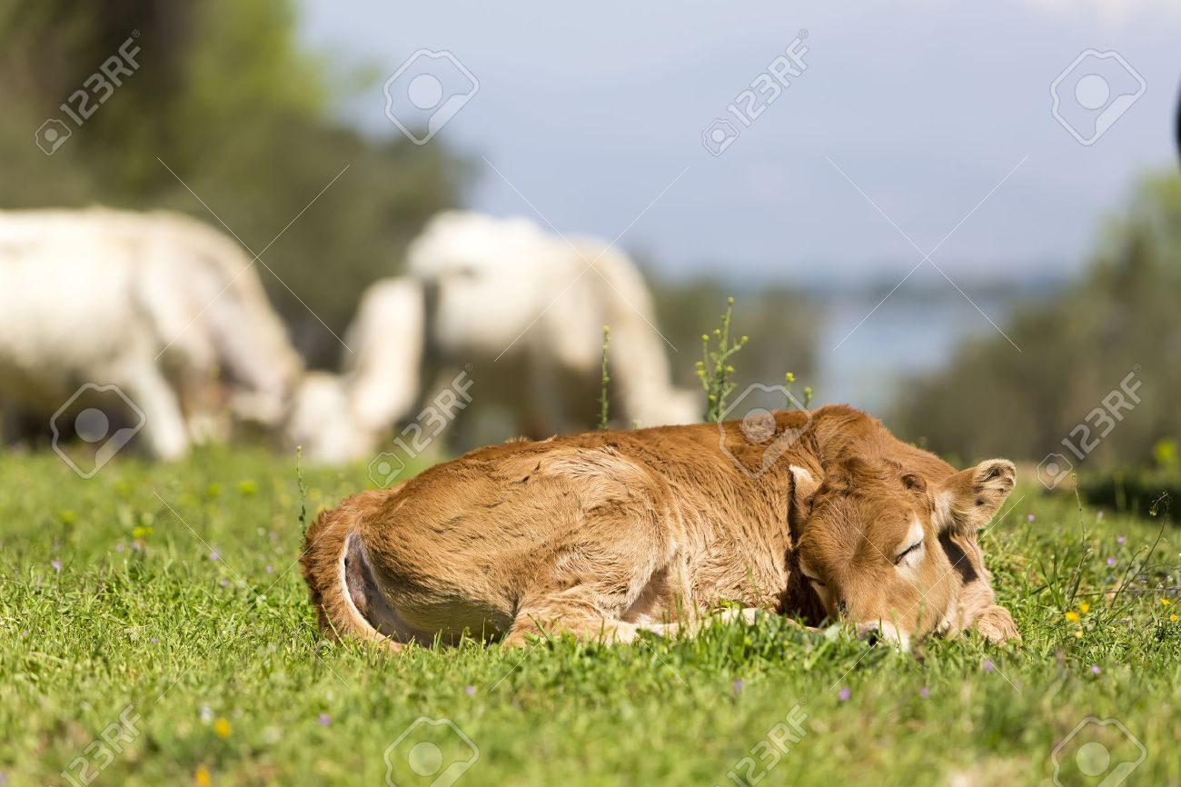 Small Cute Calf Sleeping On The Green Meadow Newborn Baby Cow