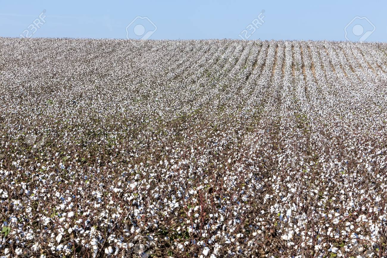 熟した綿収穫の準備ができてと白の綿畑 の写真素材 画像素材 Image