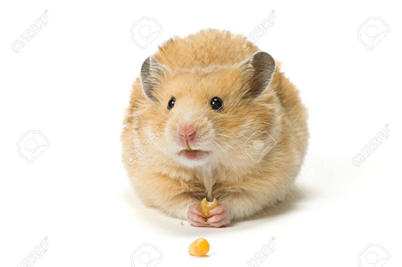 hamster eating corn