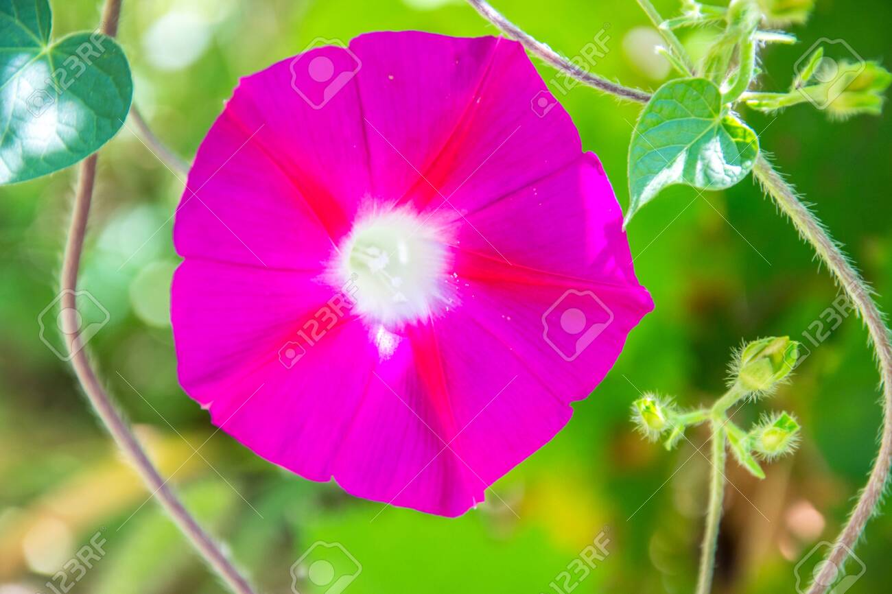 Close-up of pink morning glory flower vine ,flower in the afternoon,..