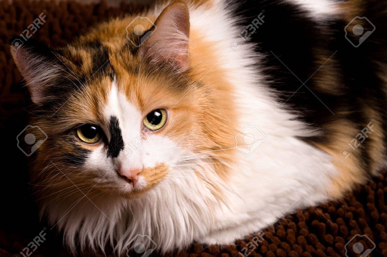 gratuit close up chatte pics