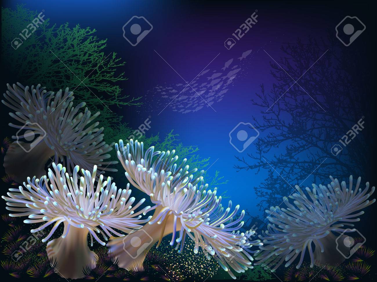 イソギンチャク のイラスト素材 ベクタ Image