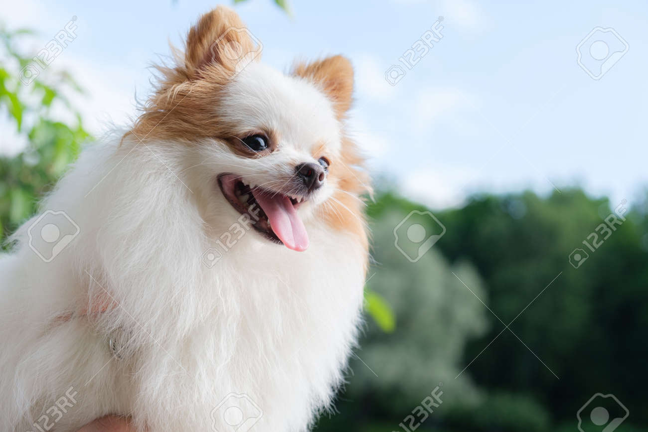 4K, Dogs, White background, Spitz, Tongue, HD Wallpaper | Rare Gallery, image size:1300x867