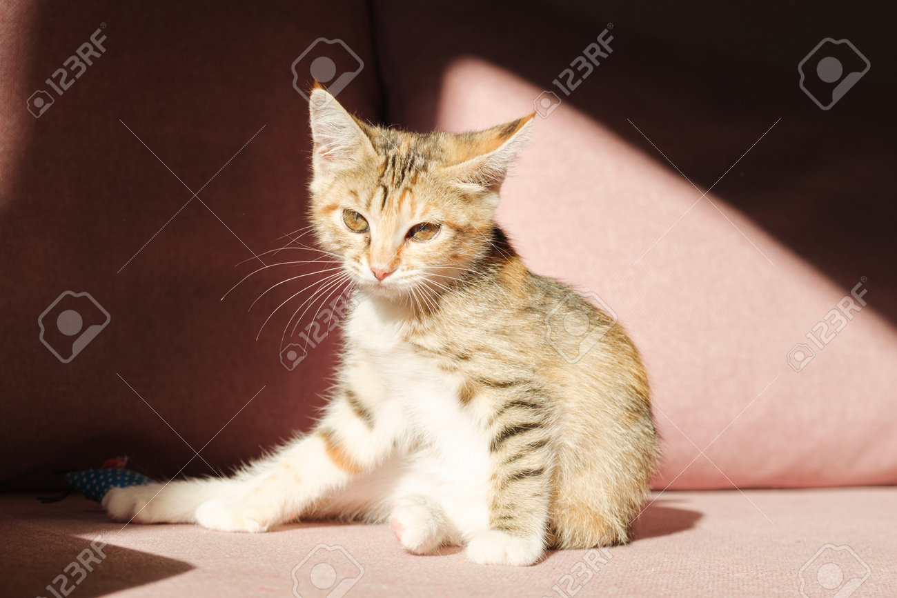 etiam-dictum-ipsum-a-felis