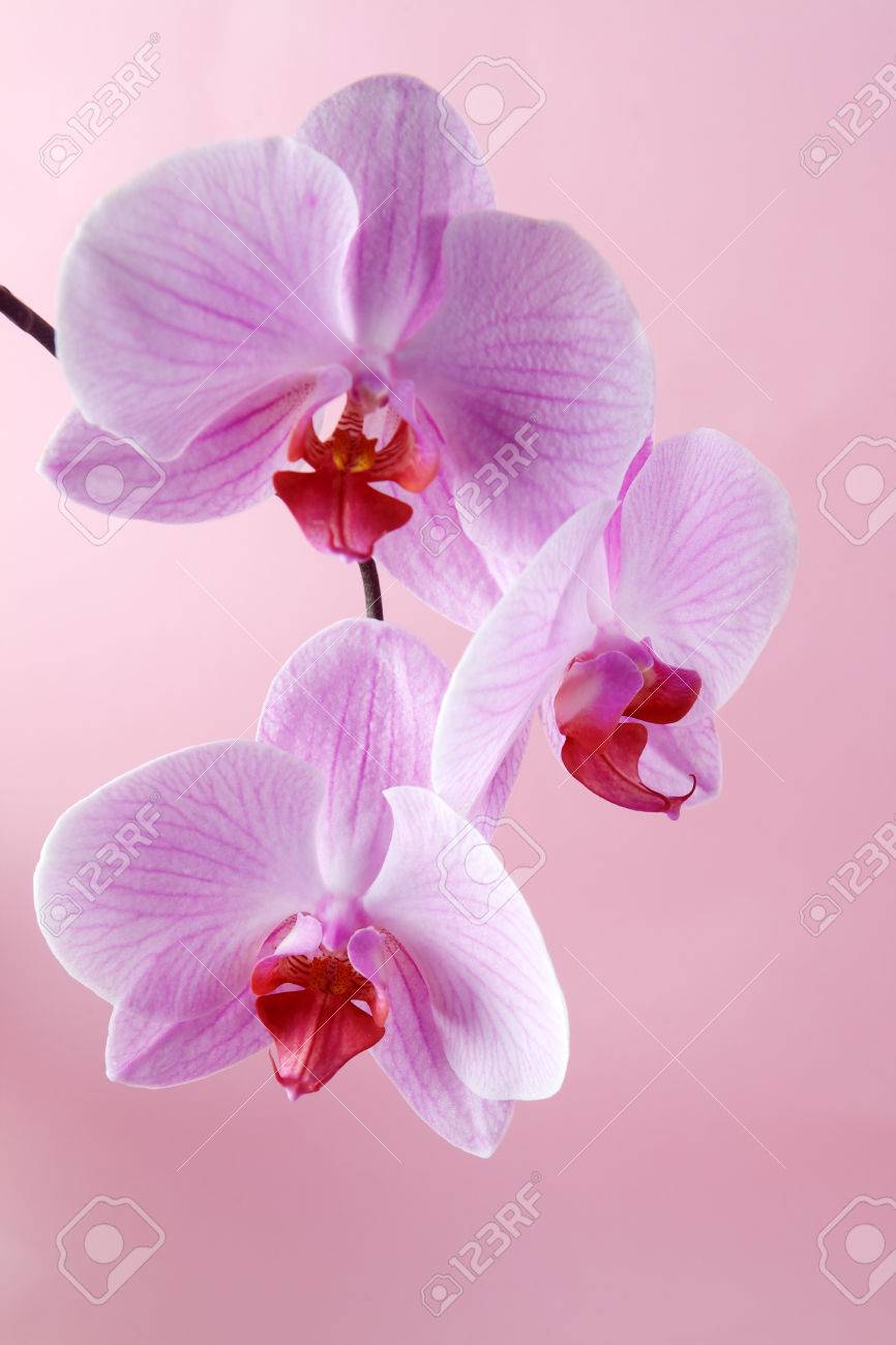 パステル調の背景にピンクの蘭の花 オーキッド ピンク背景 の写真素材 画像素材 Image