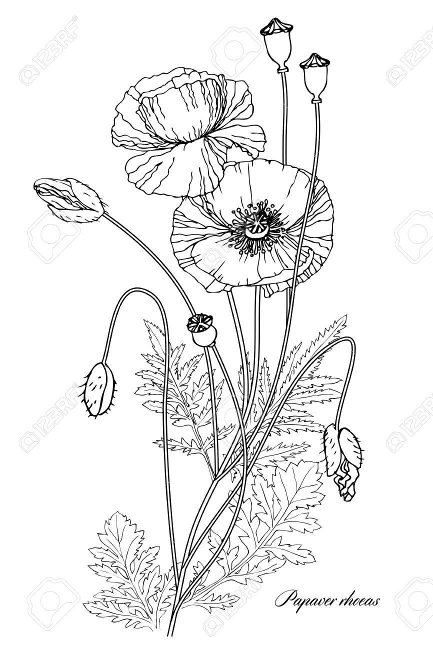 線形の植物図のベクトル イラスト 花 芽 ケシの実ボックス の写真素材 画像素材 Image