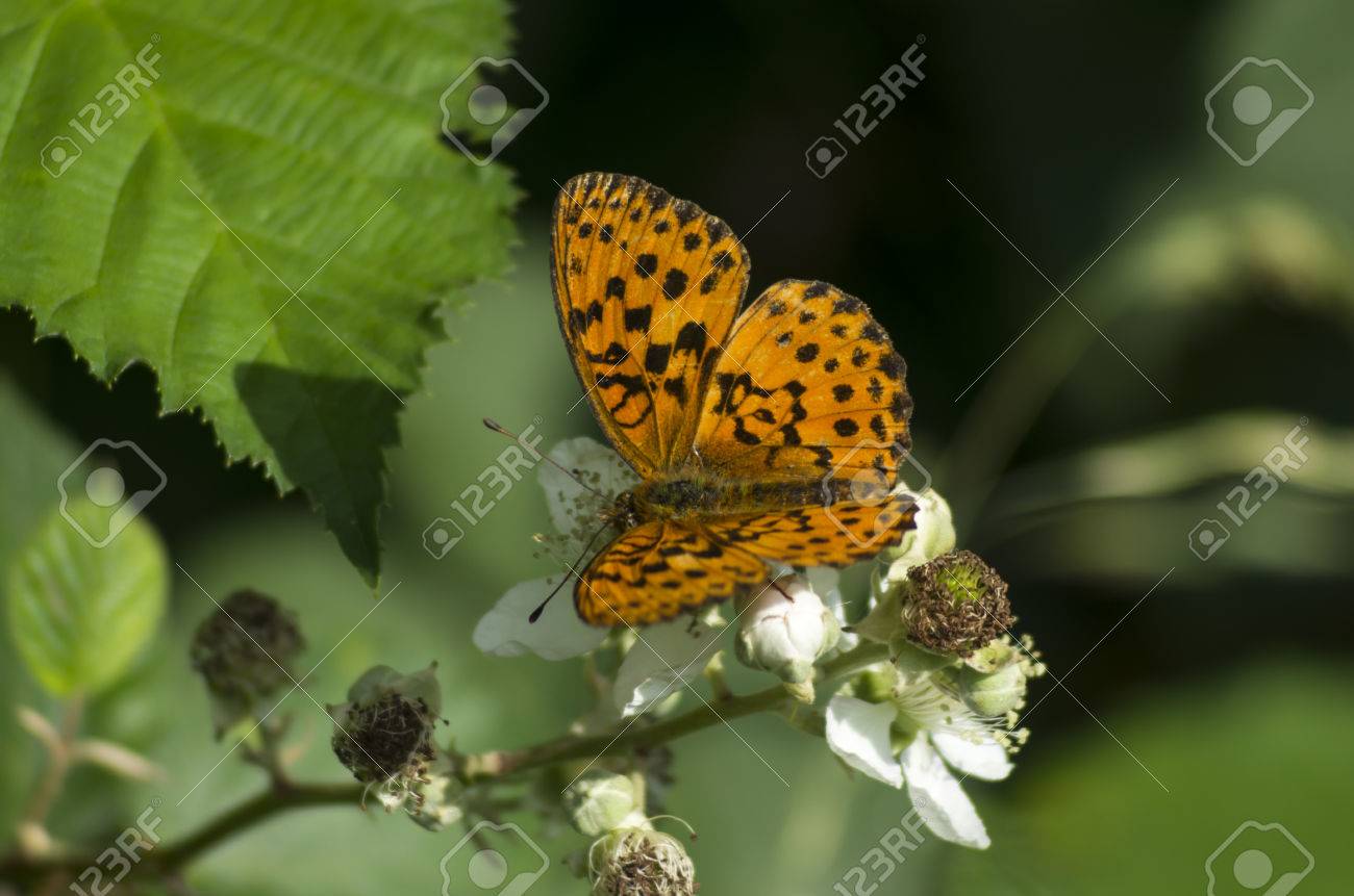 etiam-dictum-ipsum-a-felis