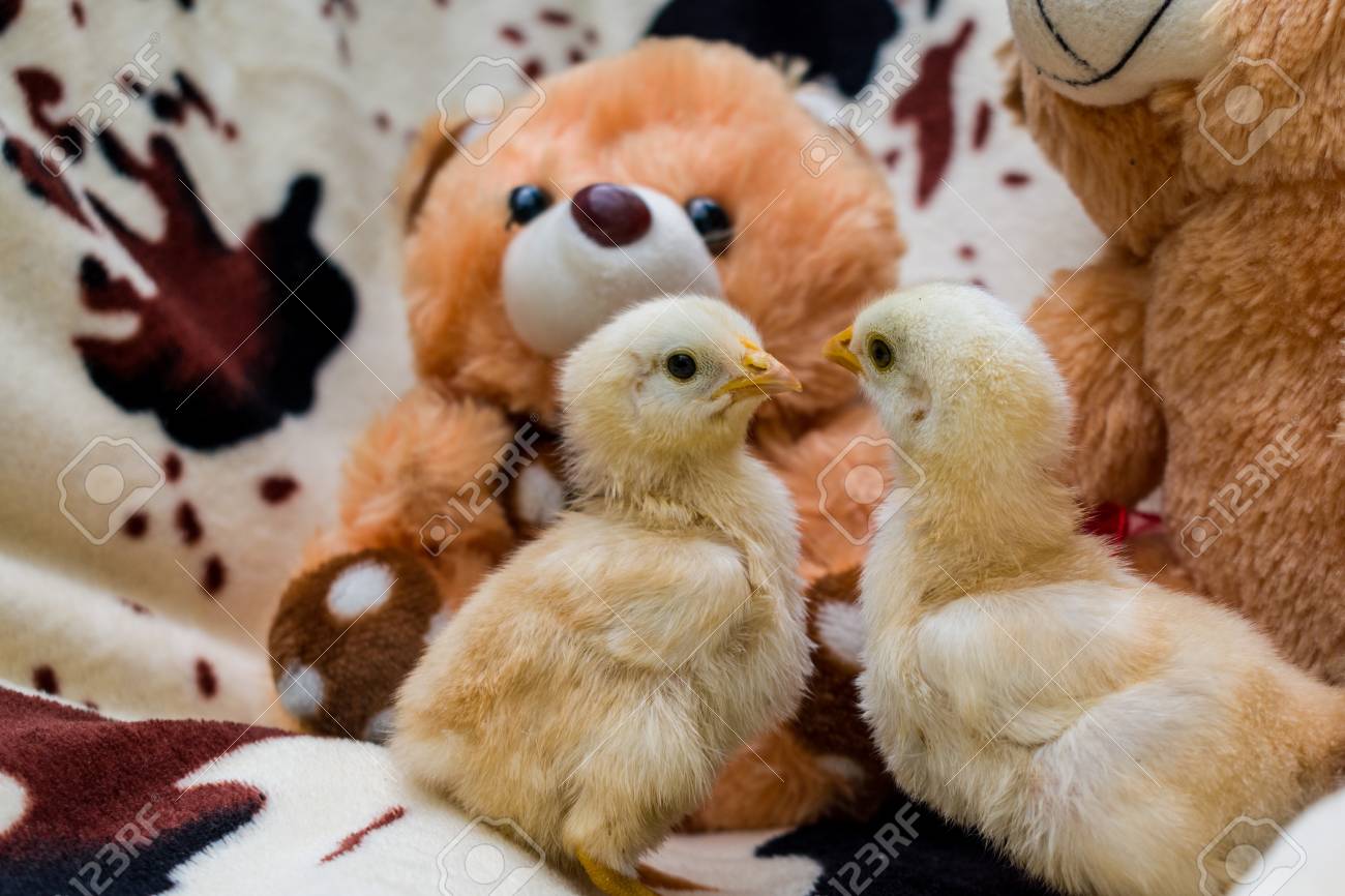 stuffed chicks
