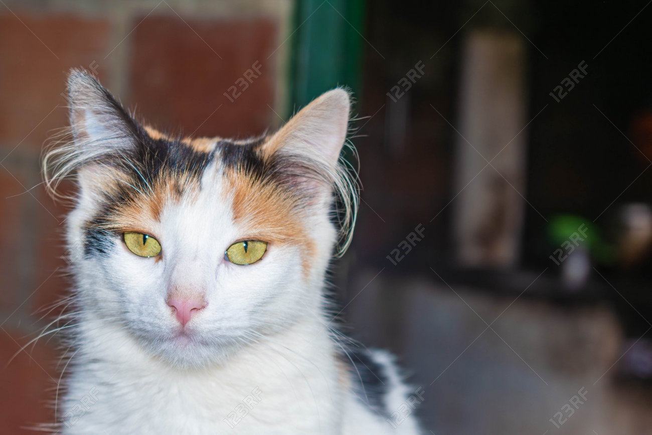 etiam-dictum-ipsum-a-felis