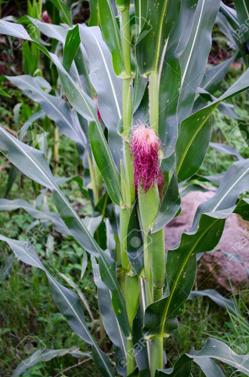 トウモロコシの花 の写真素材 画像素材 Image