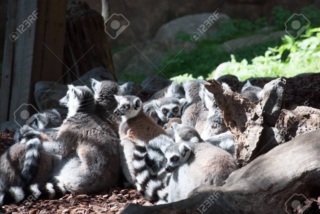 etiam-dictum-ipsum-a-felis