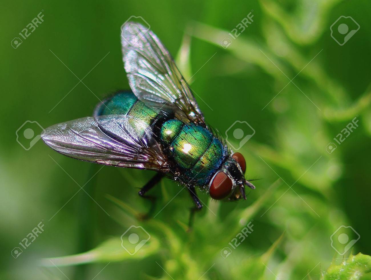 マクロ撮影 鮮やかな緑色のハエ自然緑の背景 臨時写真 の写真素材 画像素材 Image