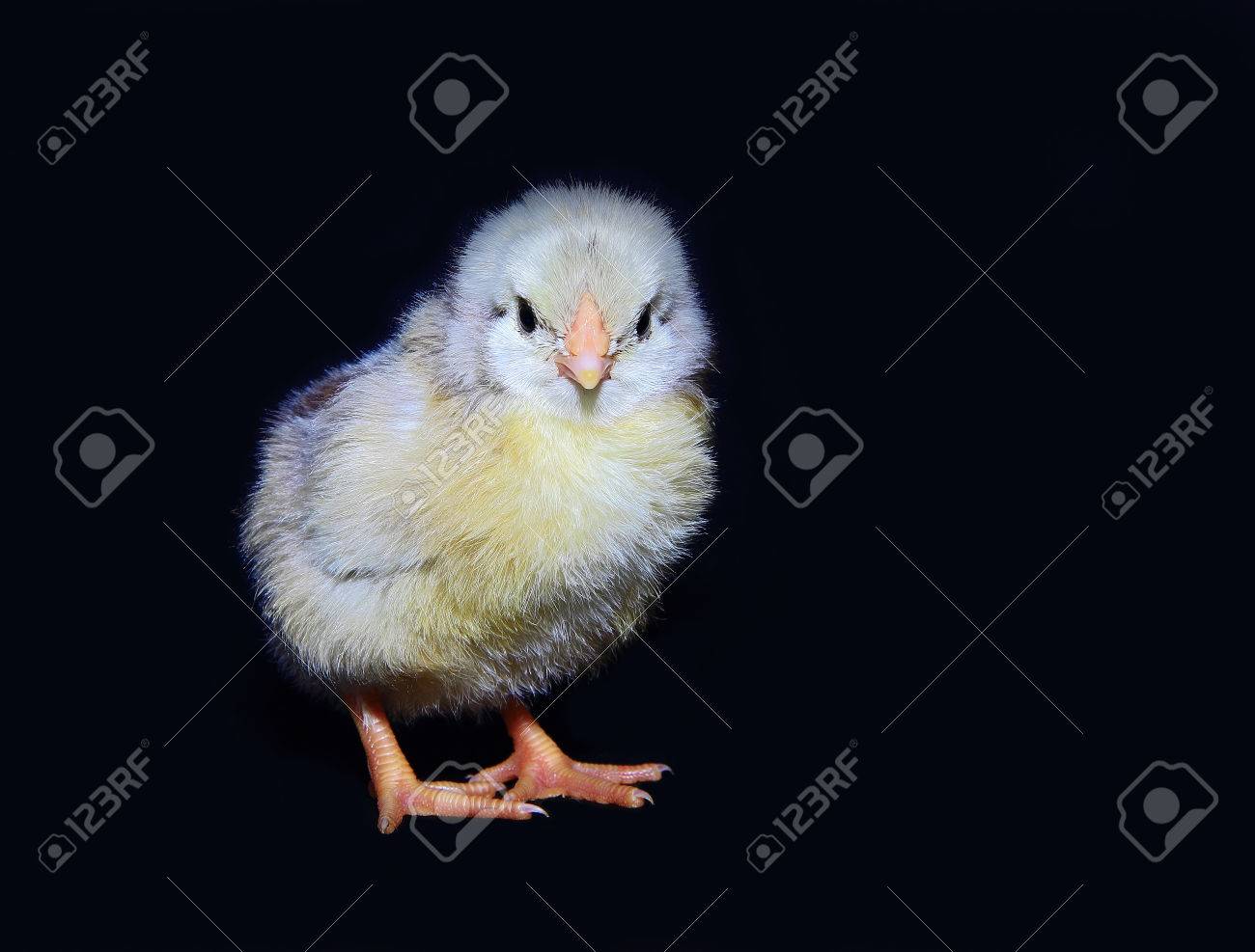 ポーズを黒の背景に黄色のふわふわのひよこ の写真素材 画像素材 Image ポーズを黒の背景に黄色のふわふわのひよこ の写真素材 画像素材 Image