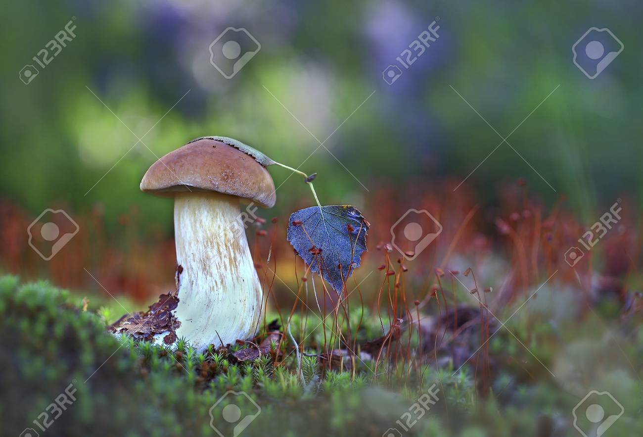 白樺の葉の下で白樺の葉で覆われた若い白いキノコは その下に隠れているかのように の写真素材 画像素材 Image