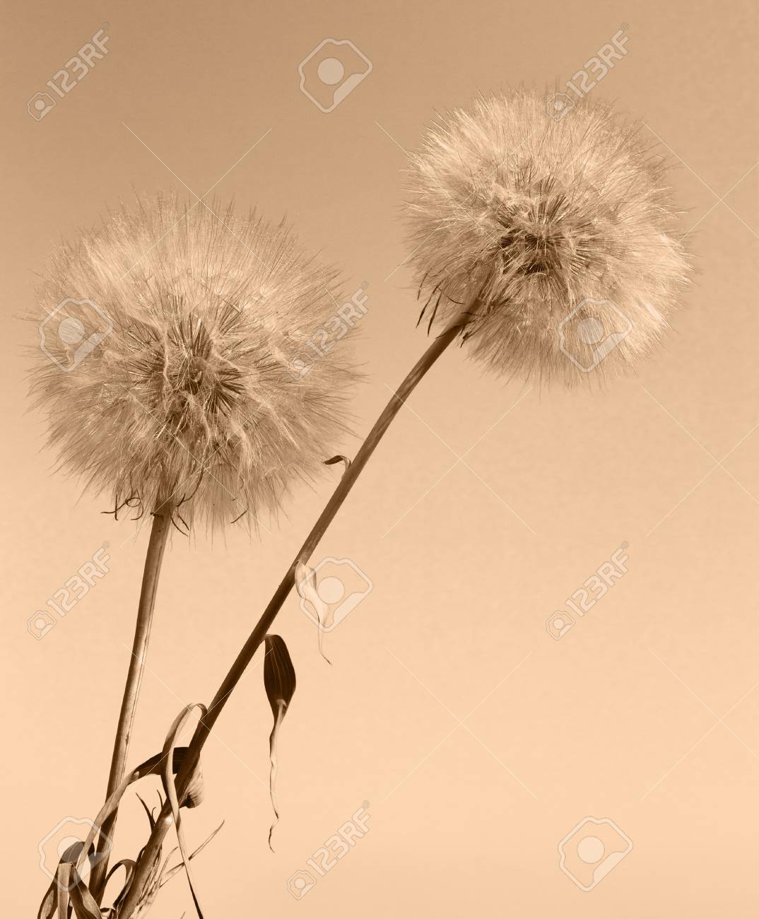 Fleur De Pissenlit Abstraite Gros Plan Extreme Avec Flou Les Details De La Belle Nature Banque D Images Et Photos Libres De Droits Image