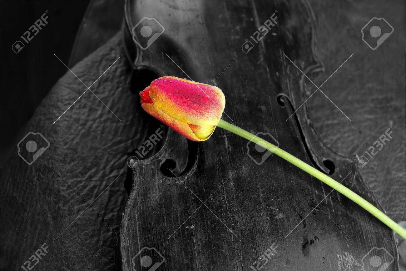 Old violin and red tulip black and white shot with color accent on flower concept of