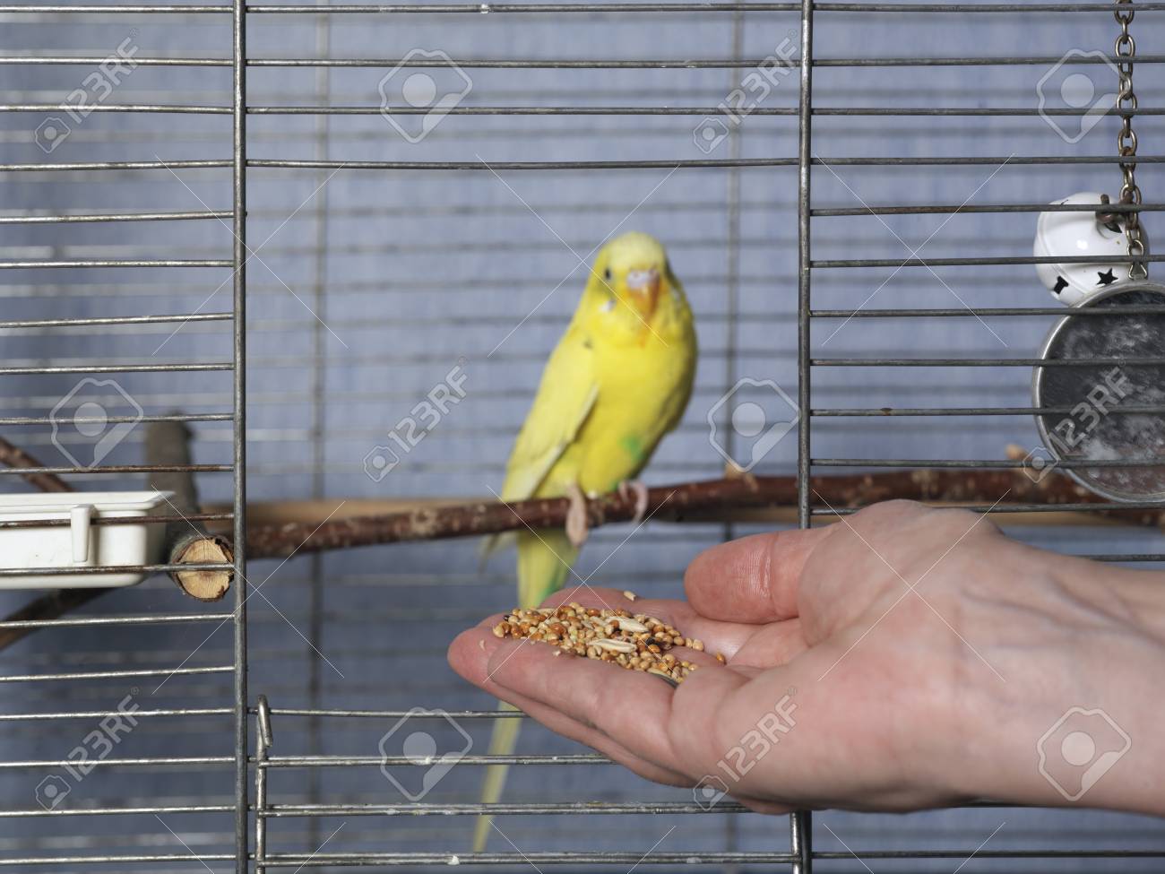 Female Hand With Parakeet Grains Feeding Yellow Budgie Selective Focus Closeup Shot Stock Photo Picture And Royalty Free Image Image 53274517