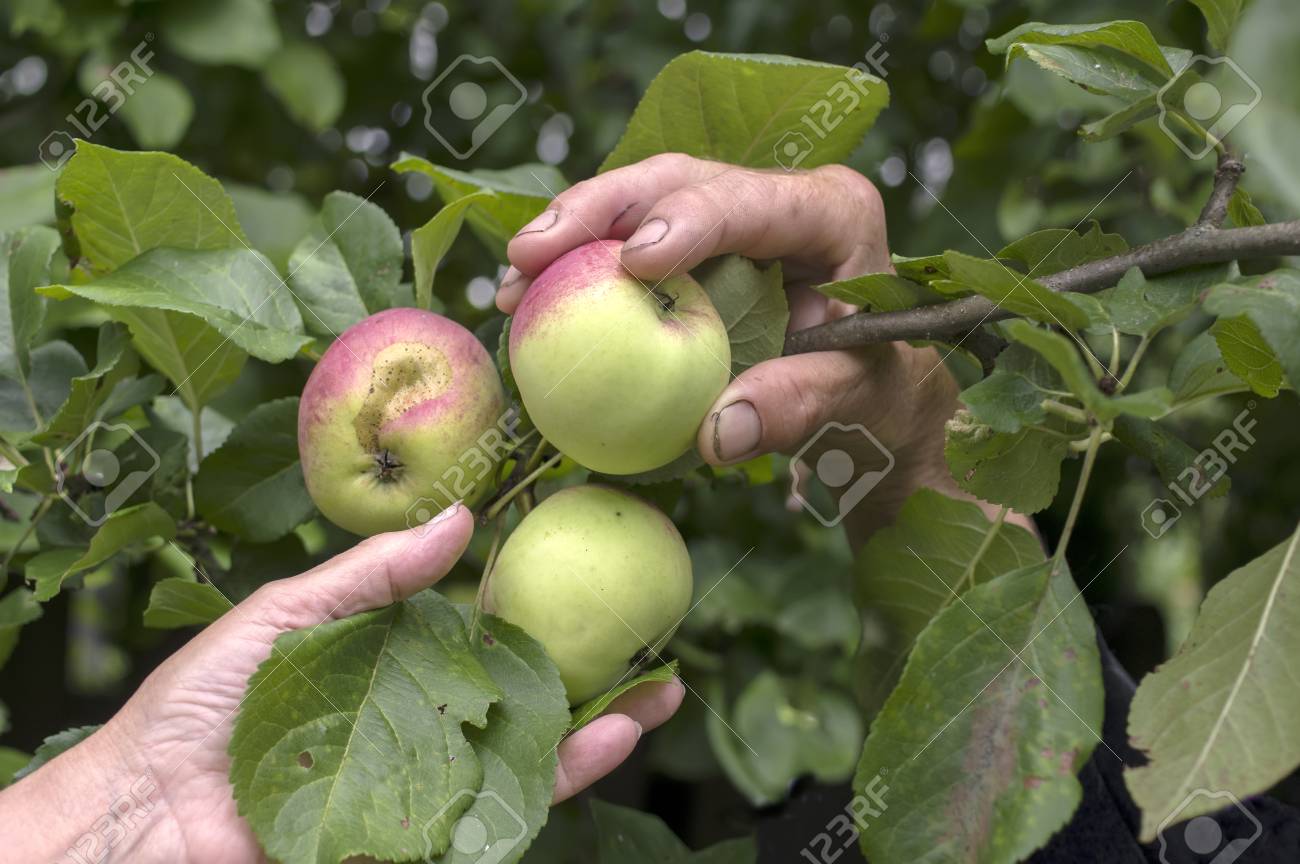 Male And Female Fruit Trees Part - 20: Male And Female Hands Picking Up Ripe Apples From An Apple Tree, Closeup Outdoor Shot