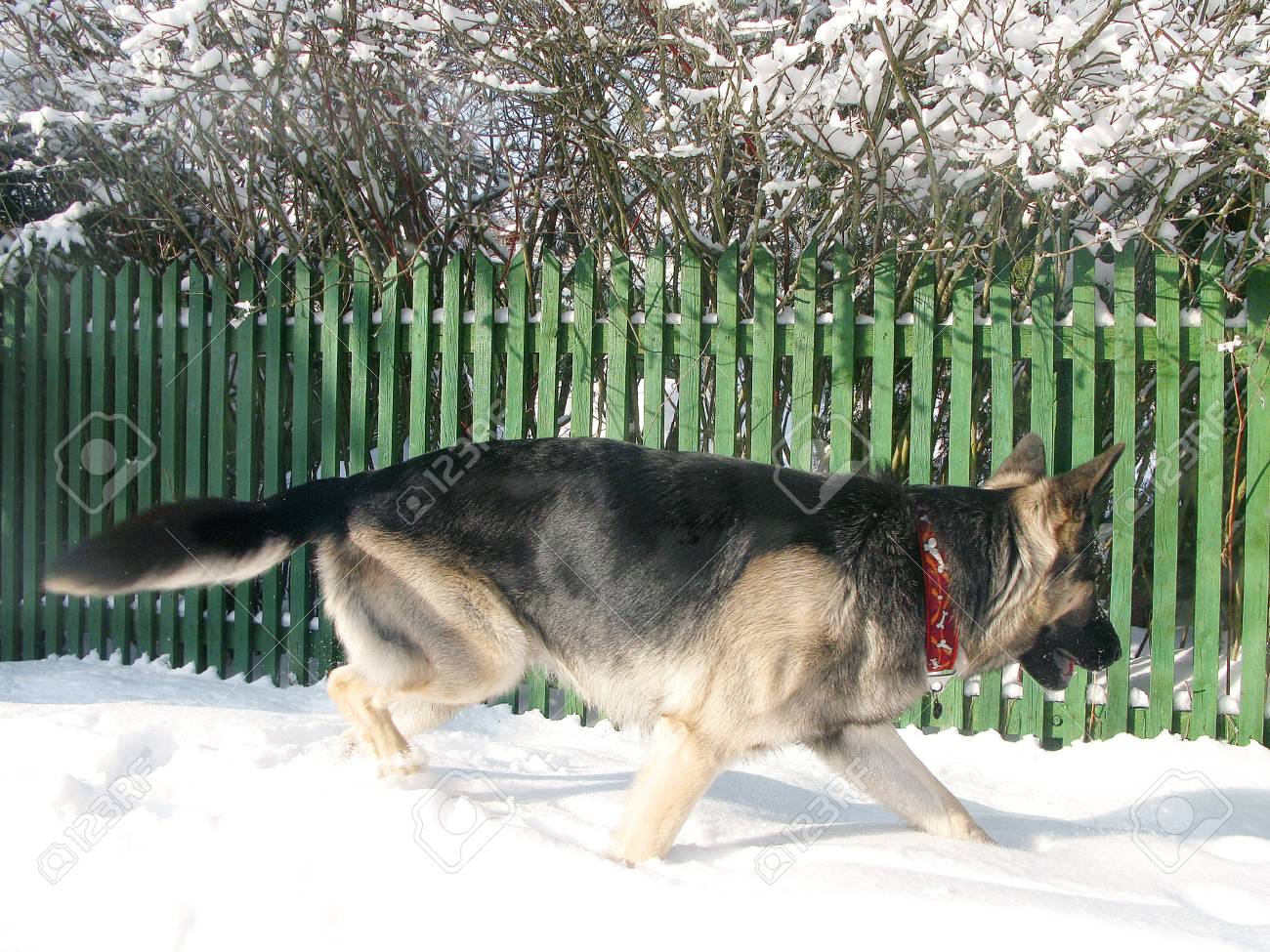 snow fence for dogs