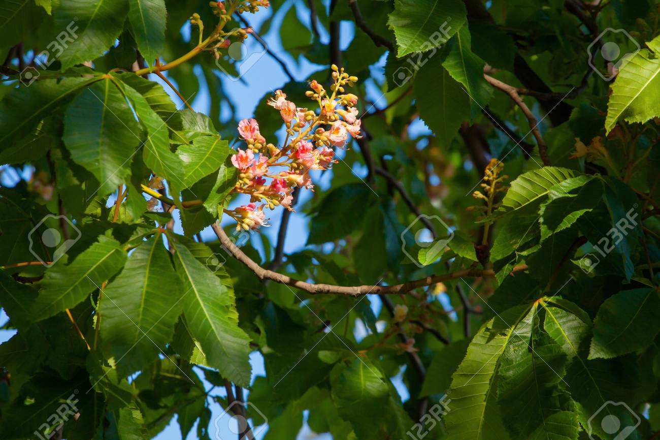 Marronnier à Fleurs Rouges Sur Une Branche Verte Daesculus