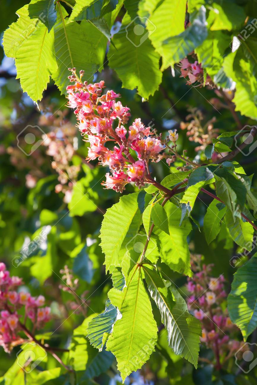 トチノキ木の緑枝に赤い花栗木 の写真素材 画像素材 Image