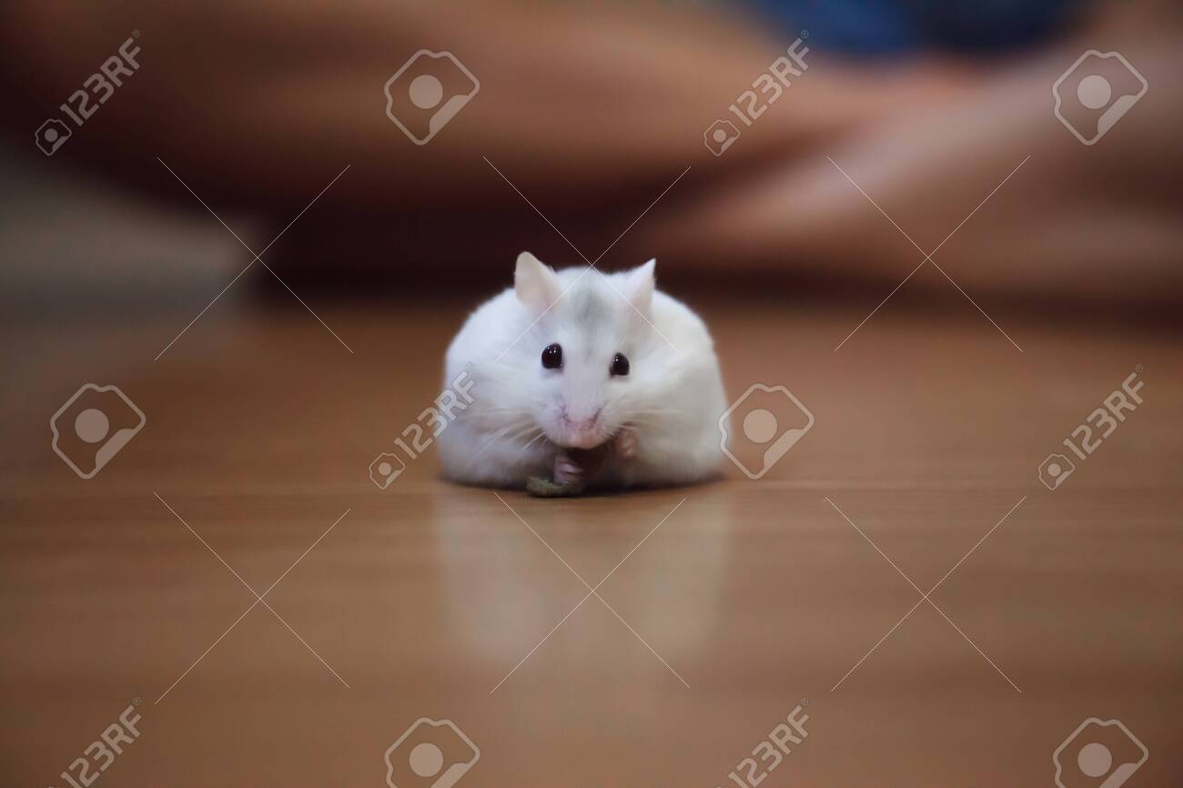 dwarf hamster eating
