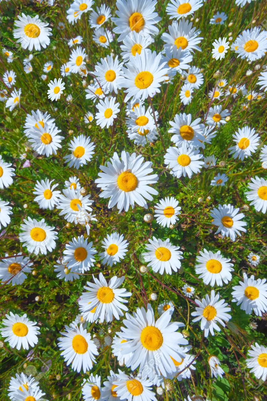 Field Of White Daisies With Green Grass On A Summer Sunny Day Stock Photo,  Picture and Royalty Free Image. Image 86957007., image size:866x1300