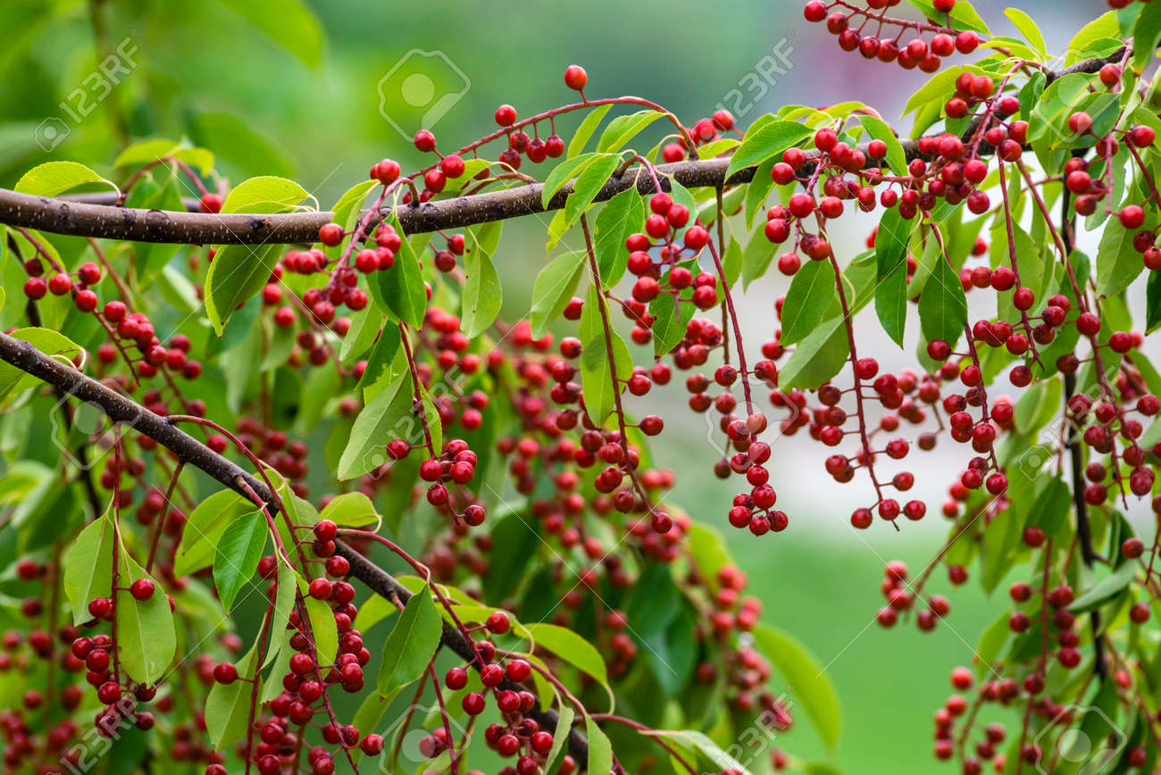 Berries Red Bird-cherry Tree Branch Of A Ripe Green Leaf Bitter Black Fruit  Prunus Serotina Hagberry, Mayday Tree Blurry Green Background Фотография,  картинки, изображения и сток-фотография без роялти. Image 190695479