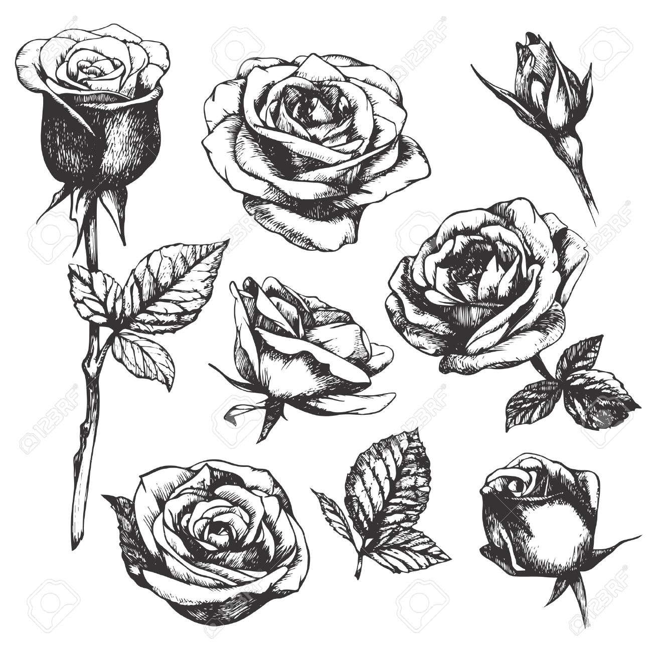 set of highly detailed hand drawn roses vector royalty free