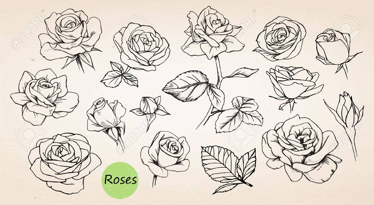 set of hand drawn roses vector royalty free cliparts vectors and drawn rose