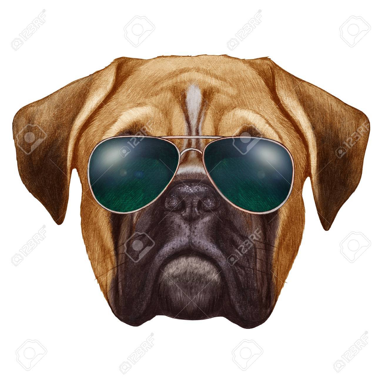 boxer dog sunglasses