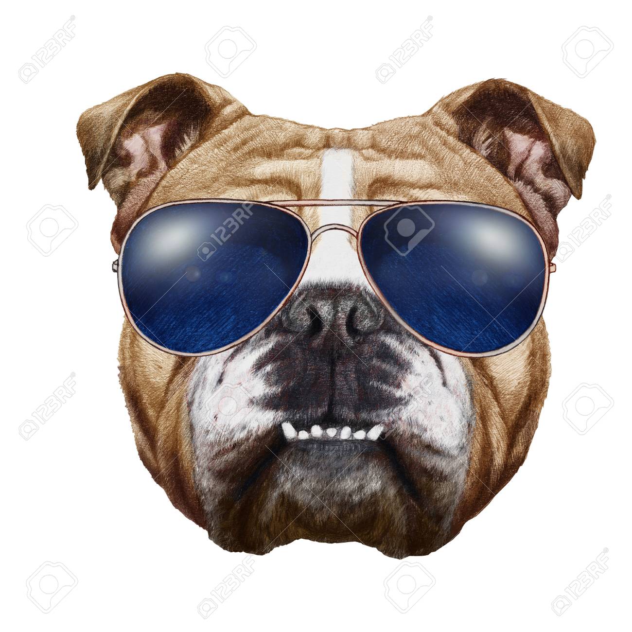bulldog with sunglasses