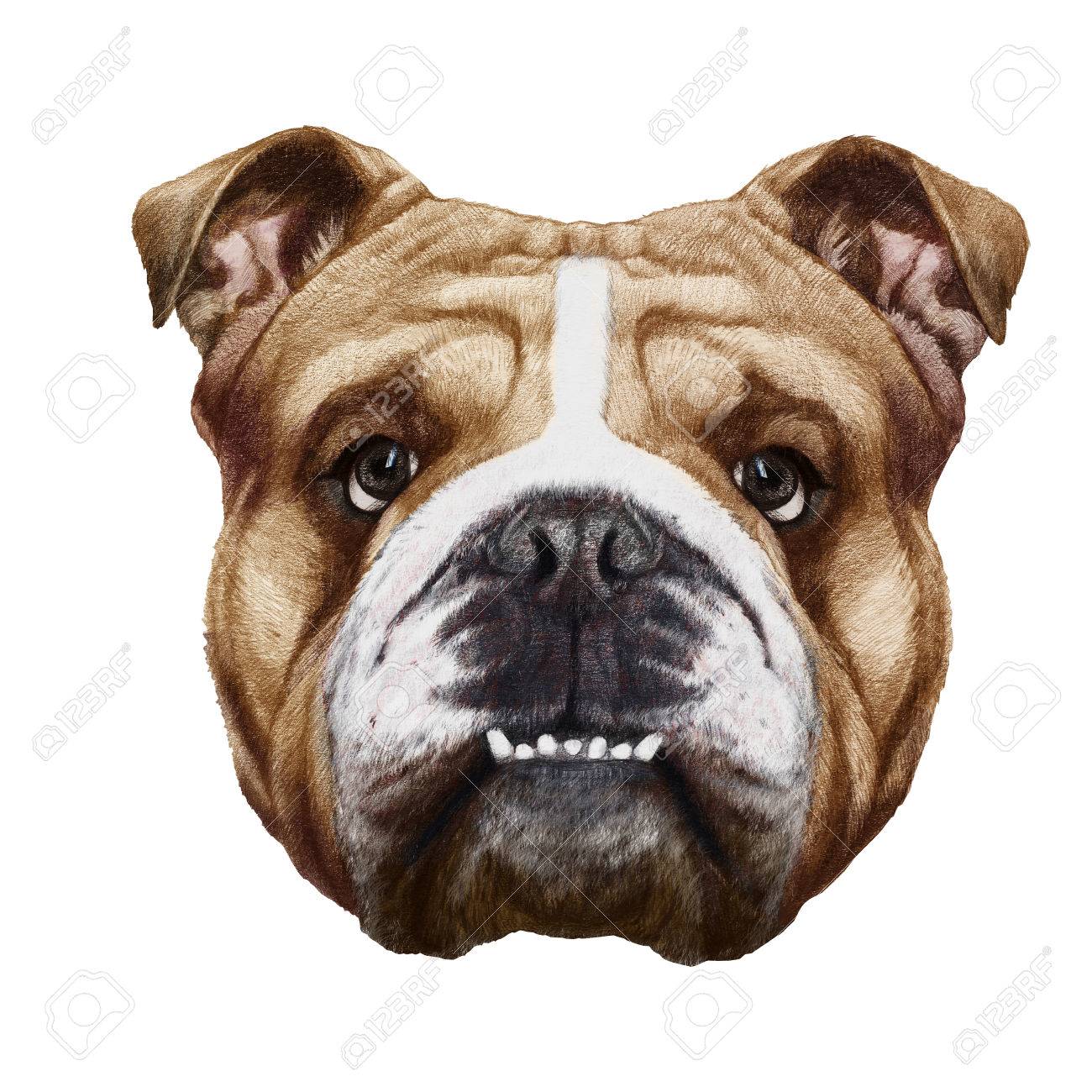 Original Drawing Of English Bulldog. Isolated On White Background. Stock  Photo, Picture and Royalty Free Image. Image 70592589., image size:1300x1300