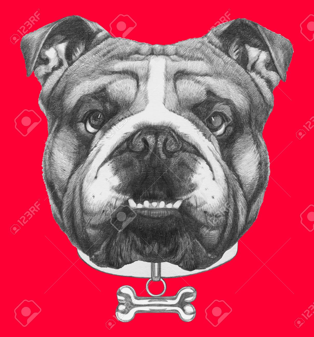 襟付きの英語ブルドッグの原画 色付きの背景上に分離 の写真素材 画像素材 Image