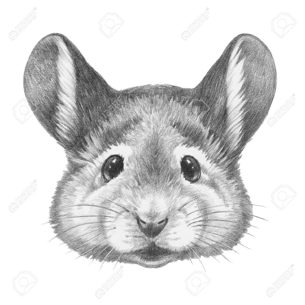 Portrat Der Maus Hand Gezeichnet Illustration Lizenzfreie Fotos Bilder Und Stock Fotografie Image