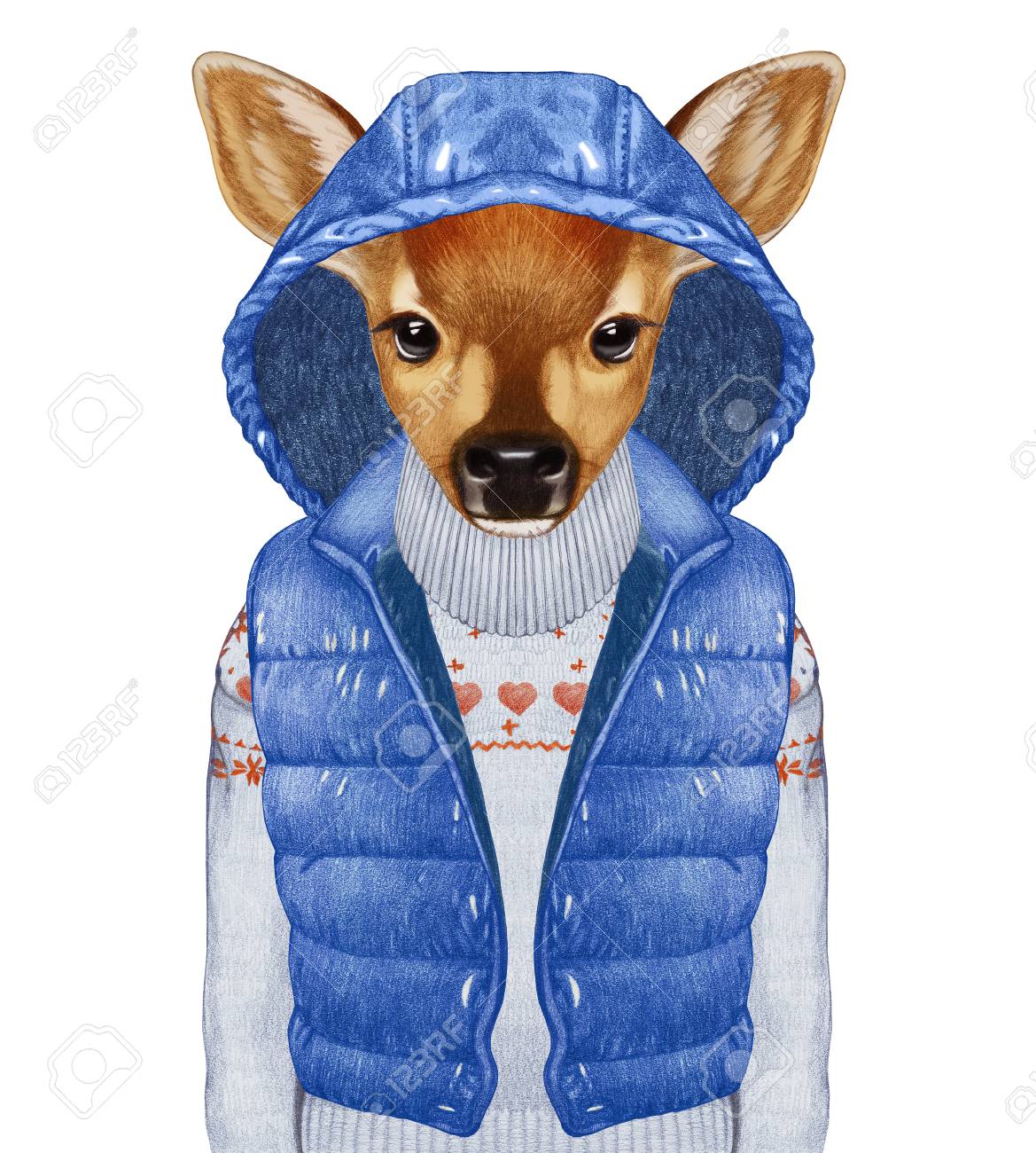 Animals As A Human. Fawn In Down Vest And Sweater. Hand-drawn Illustration,  Digitally Colored. Stock Photo, Picture and Royalty Free Image. Image  73594043.