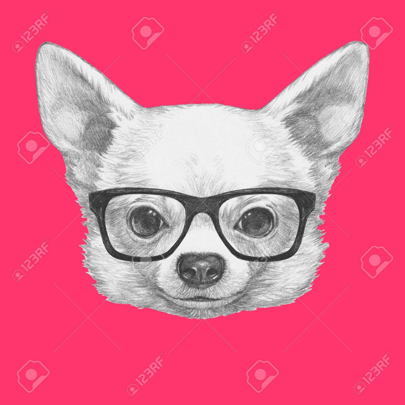 メガネでチワワの肖像画 手描きのイラスト の写真素材 画像素材 Image