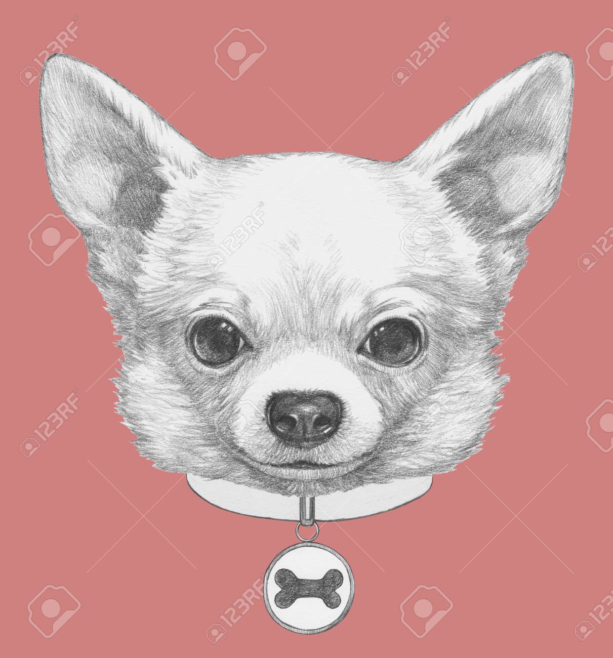 犬の首輪とチワワの肖像画 手描きのイラスト の写真素材 画像素材 Image