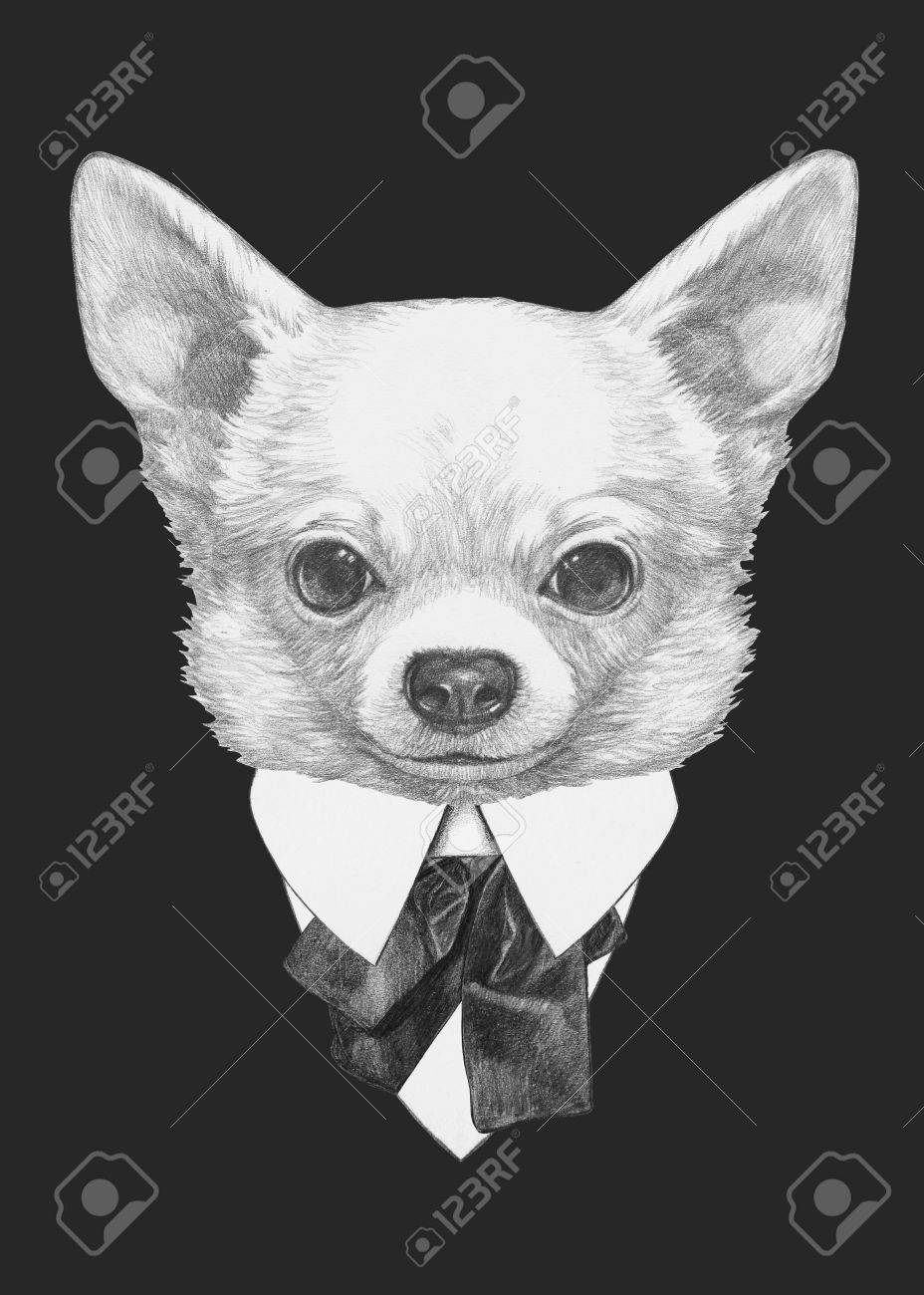 Chihuahua suit Clearance
