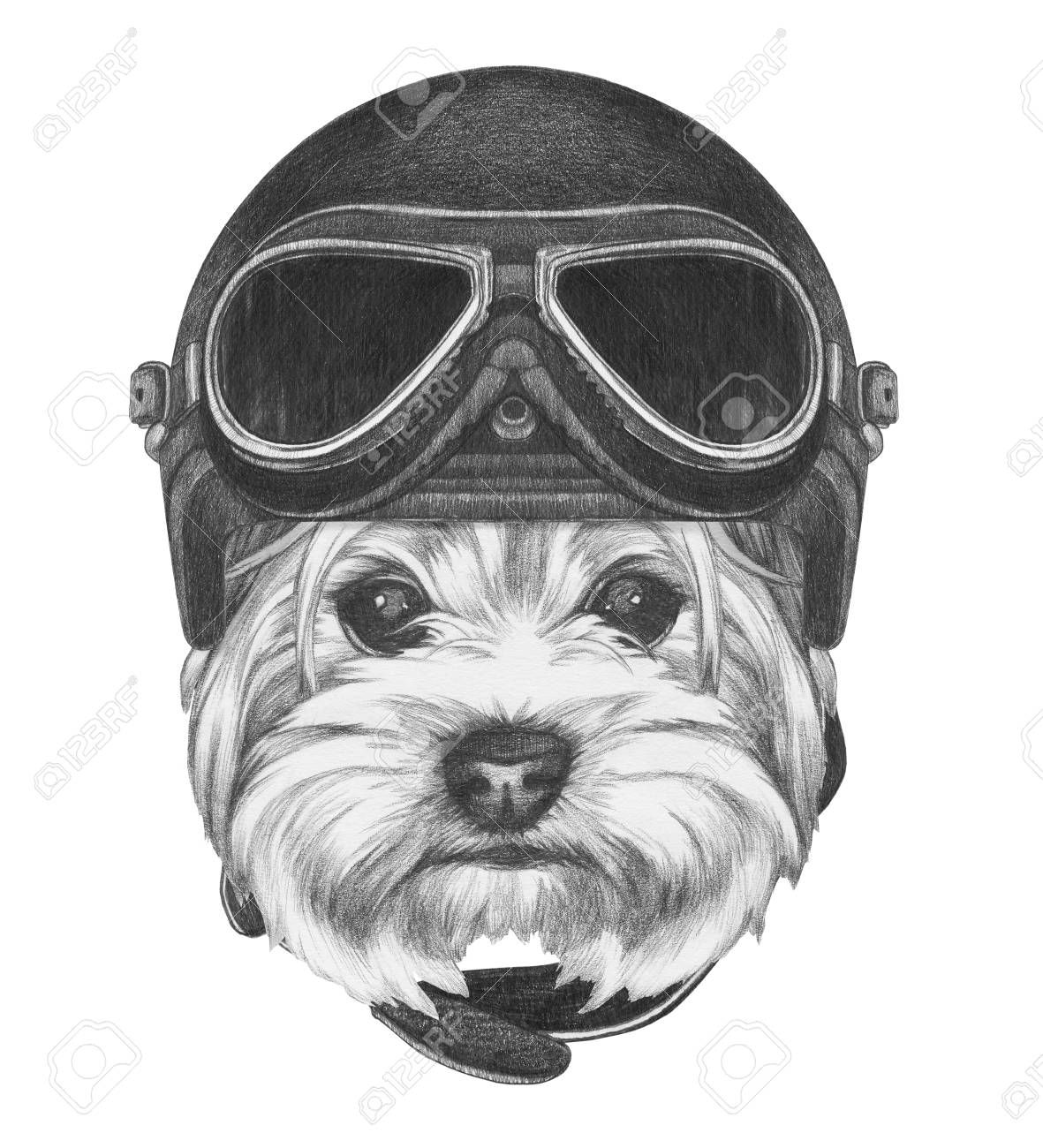 ビンテージ ヘルメットとヨークシャー テリアの肖像画 手描きのイラスト の写真素材 画像素材 Image