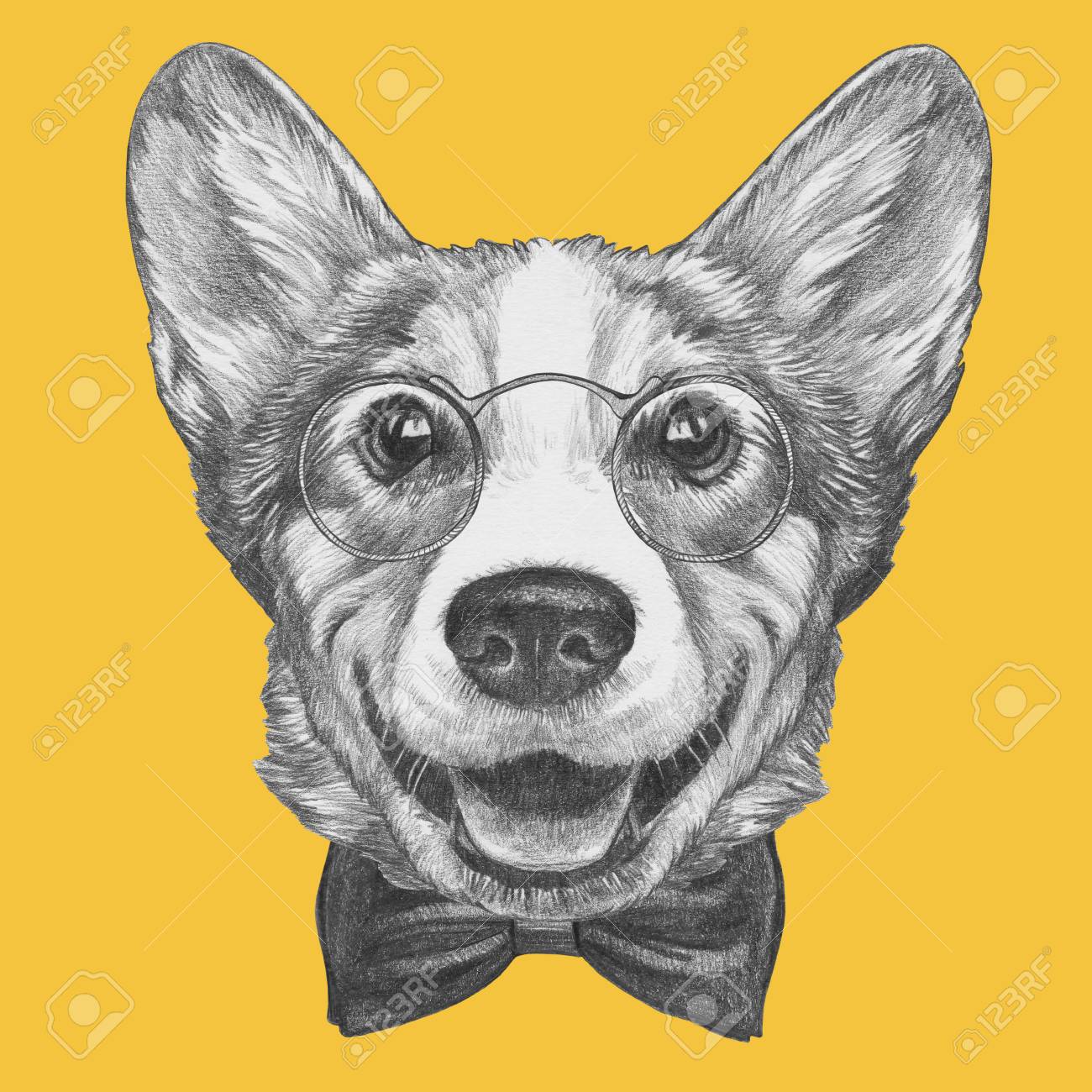 corgi in bow tie